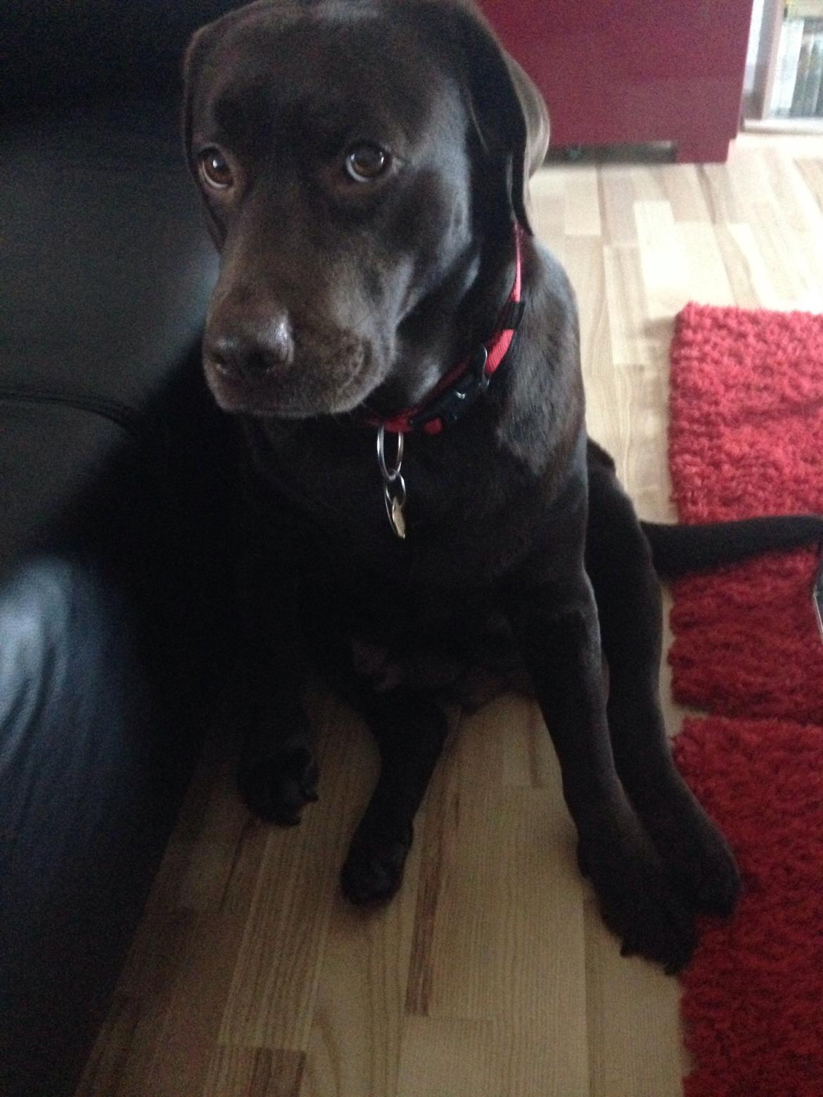 Labrador retriever Nanna  * - 6 år billede 21