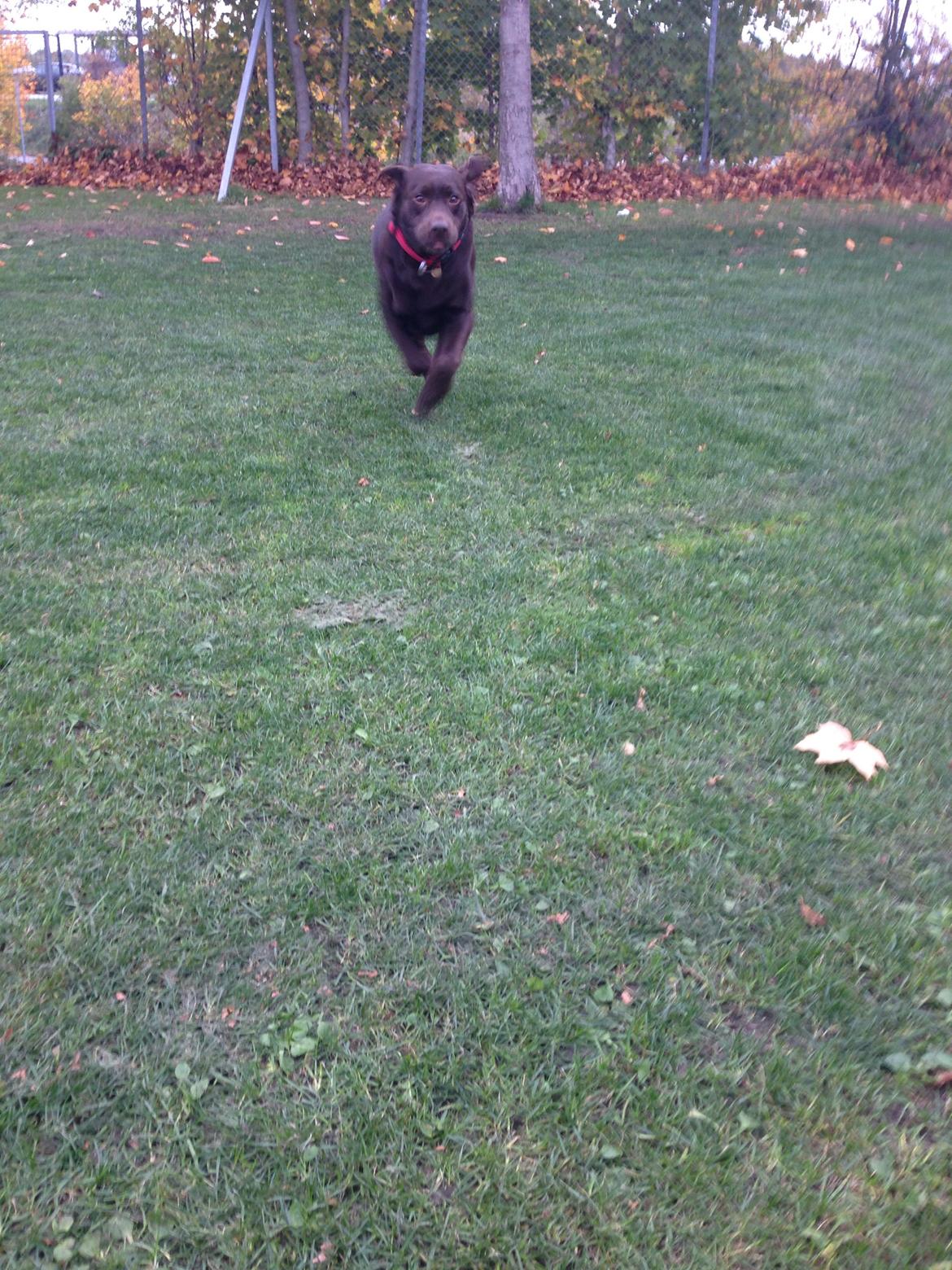 Labrador retriever Nanna  * - 6 år billede 22