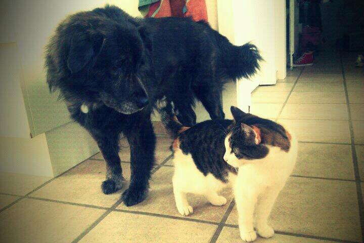 Blanding af racer Freja billede 23