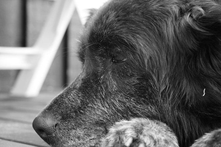 Blanding af racer Freja billede 25