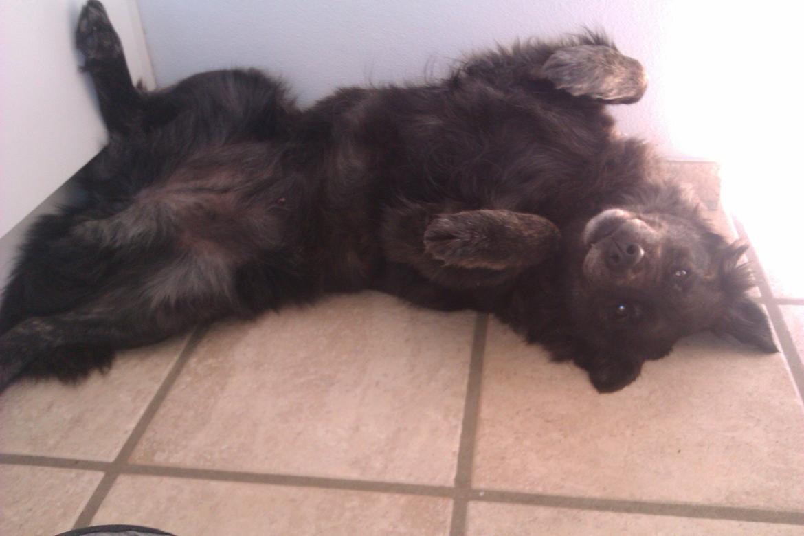 Blanding af racer Freja billede 26