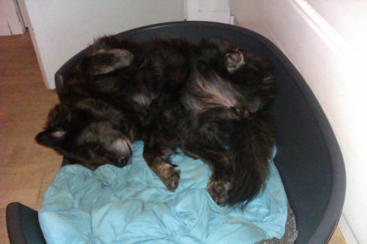 Blanding af racer Freja billede 24