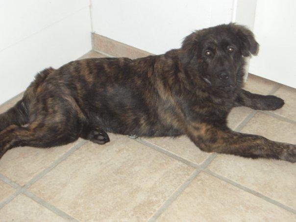 Blanding af racer Freja billede 28