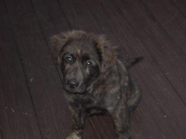 Blanding af racer Freja billede 29