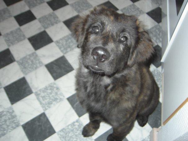 Blanding af racer Freja billede 30