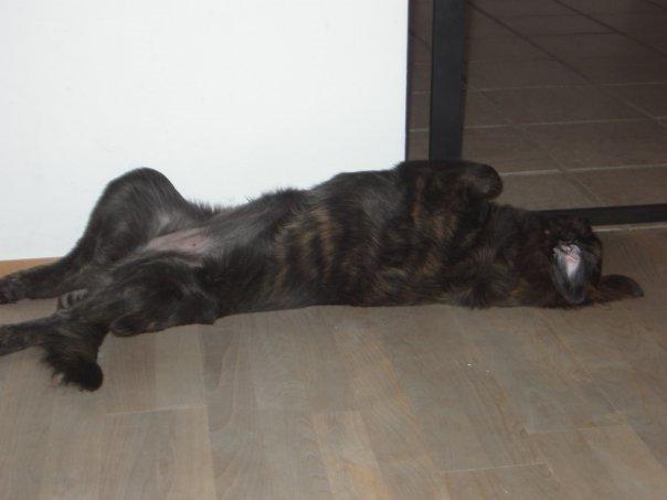 Blanding af racer Freja billede 31