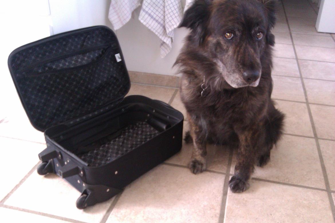 Blanding af racer Freja billede 27