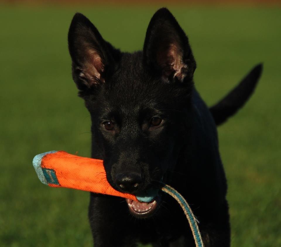 Schæferhund Oswald billede 13