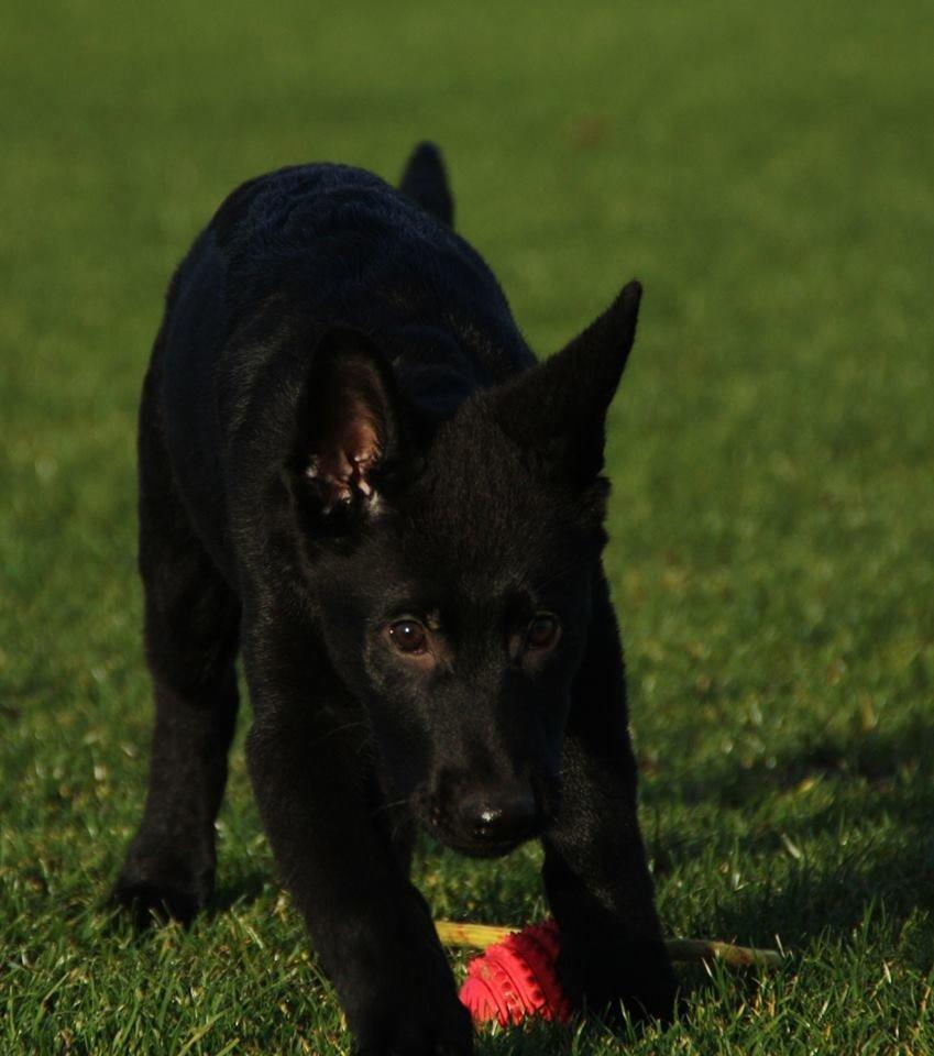 Schæferhund Oswald billede 12