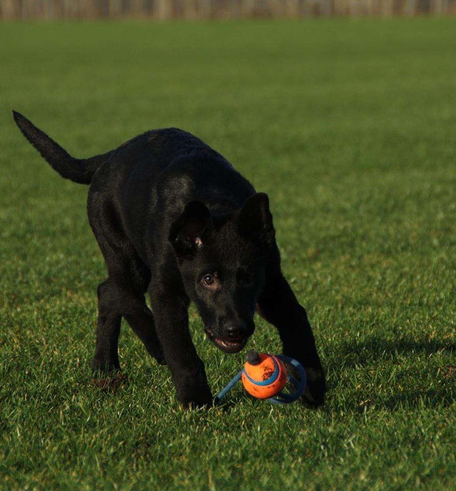 Schæferhund Oswald billede 14