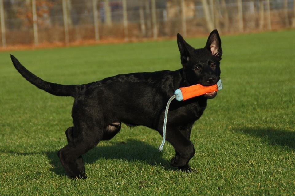 Schæferhund Oswald billede 15