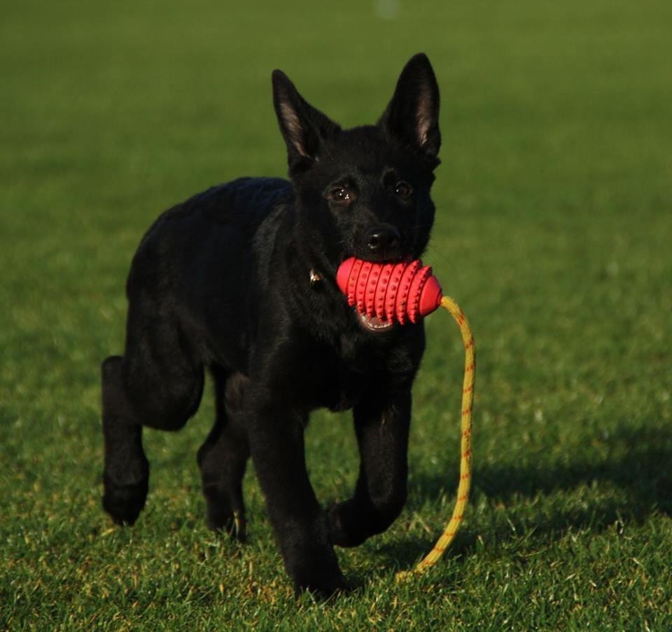 Schæferhund Oswald billede 16