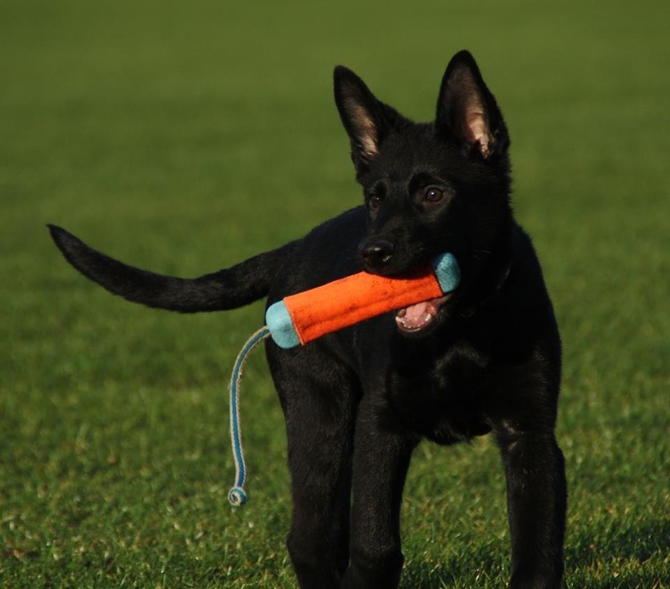 Schæferhund Oswald billede 17