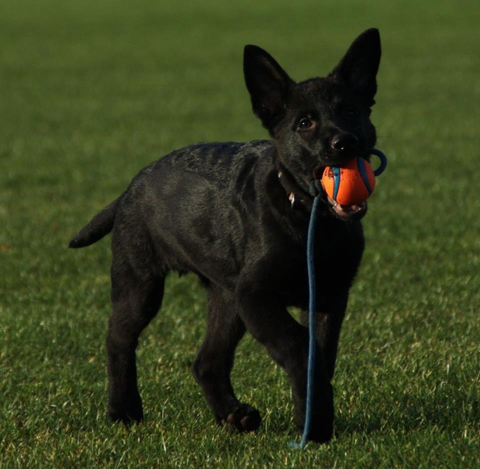 Schæferhund Oswald billede 18