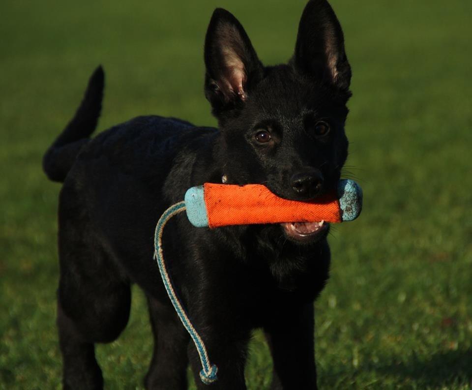 Schæferhund Oswald billede 19