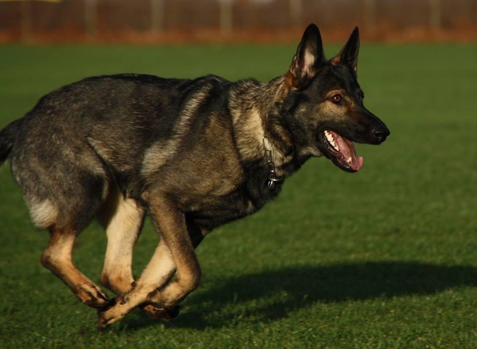 Schæferhund Hulda billede 26