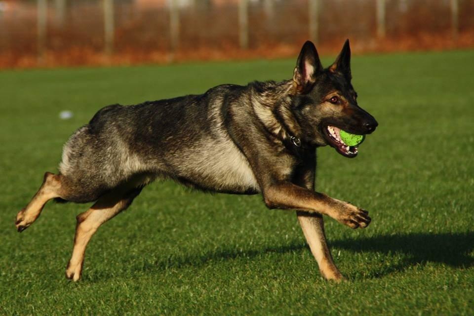 Schæferhund Hulda billede 27