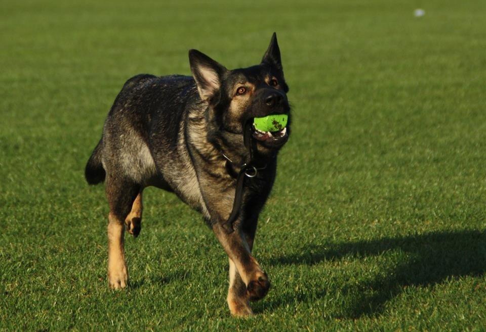 Schæferhund Hulda billede 28