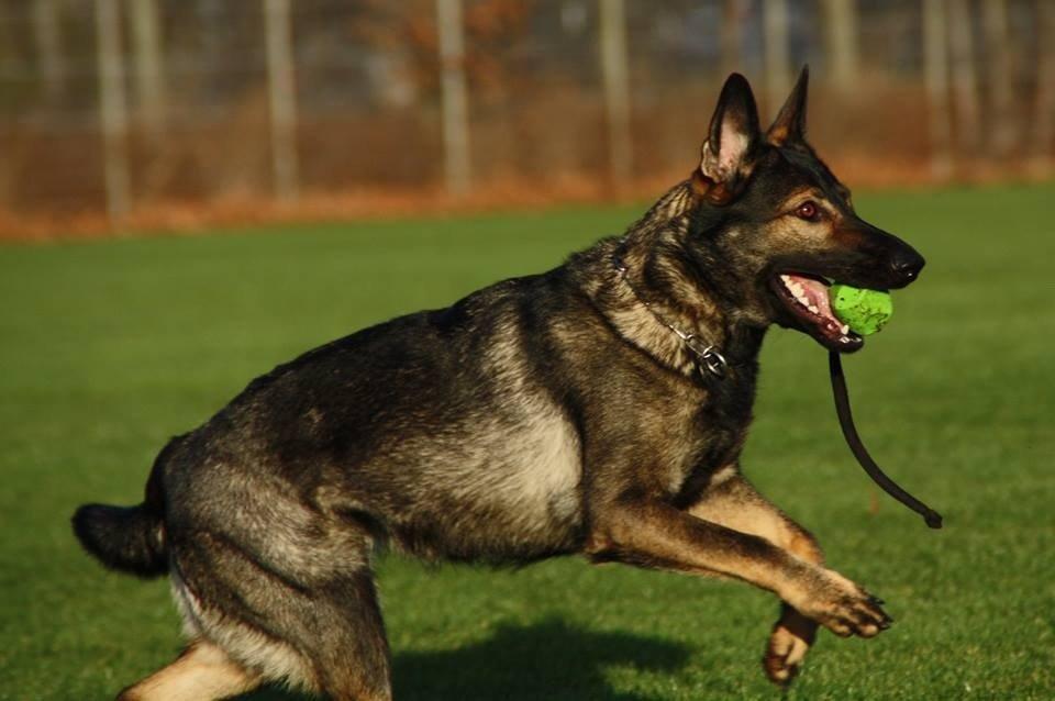 Schæferhund Hulda billede 29