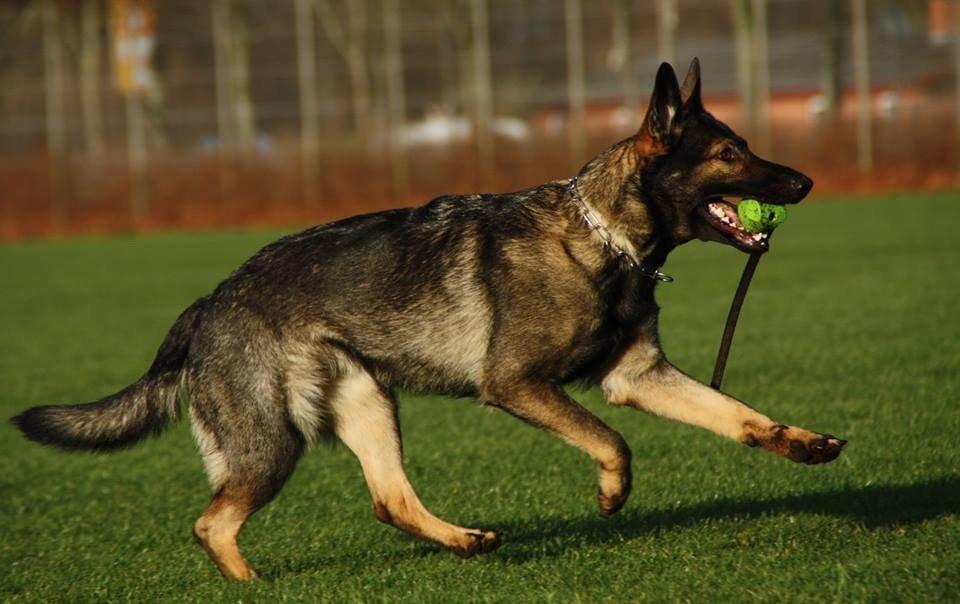 Schæferhund Hulda billede 30