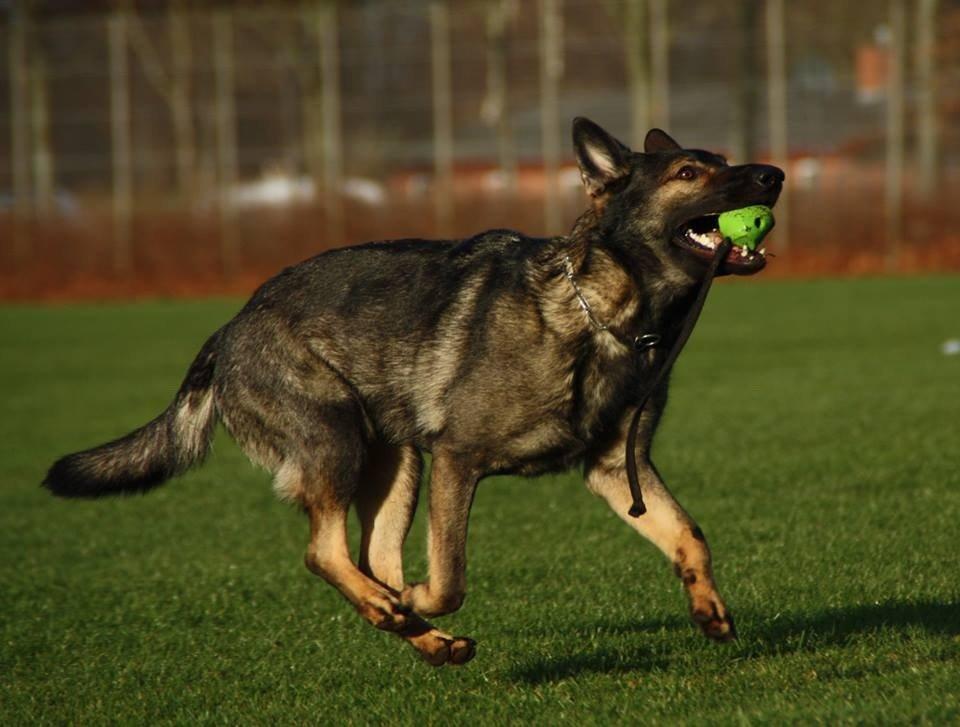 Schæferhund Hulda billede 31
