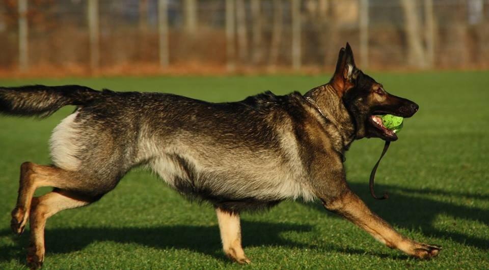 Schæferhund Hulda billede 35