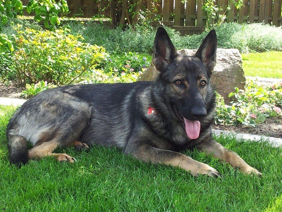 Schæferhund Hulda billede 36