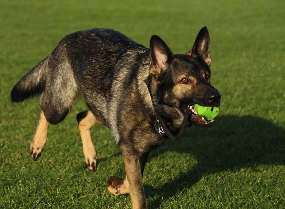 Schæferhund Hulda billede 37