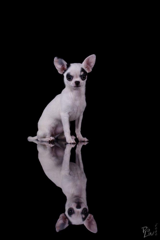 Chihuahua Miszja - 23-12-2013 - 14 uger <3 billede 24