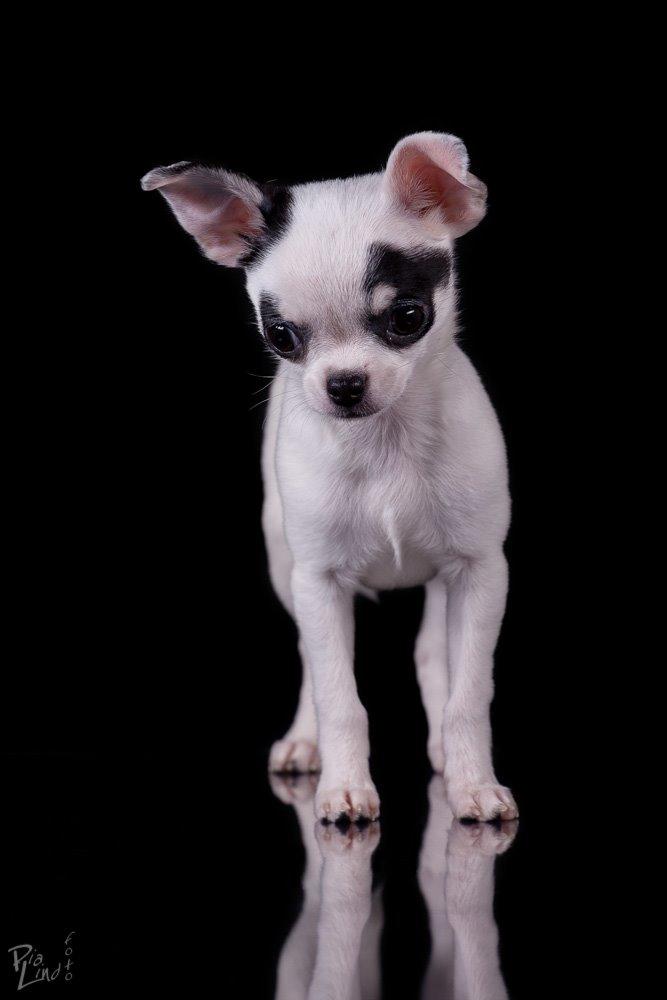 Chihuahua Miszja - 23-12-2013 - 14 uger <3 billede 23