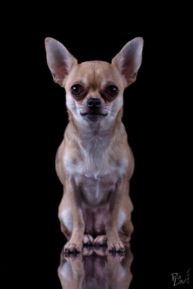 Chihuahua Frk Kvistes Brianna *Bindi* - 23/12-2013 <3 billede 18