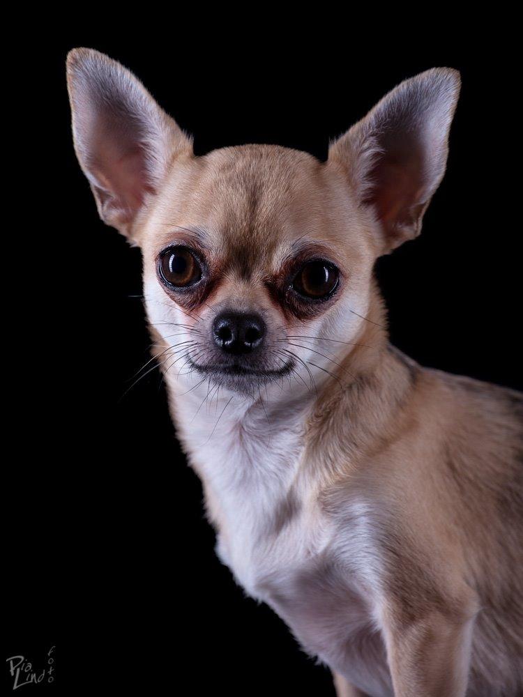 Chihuahua Frk Kvistes Brianna *Bindi* - 23/12-2013 <3 billede 17