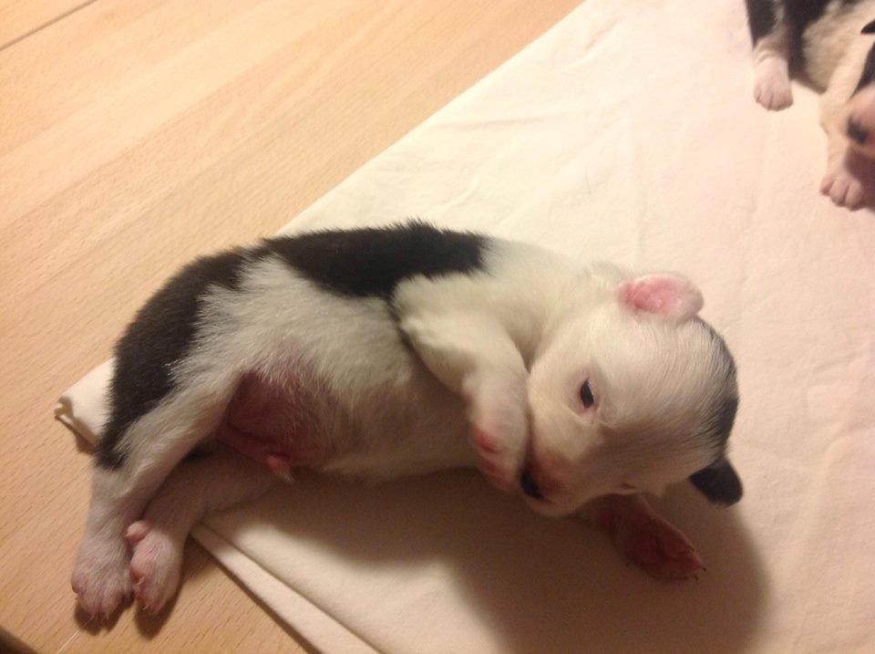 Blanding af racer Odin billede 1