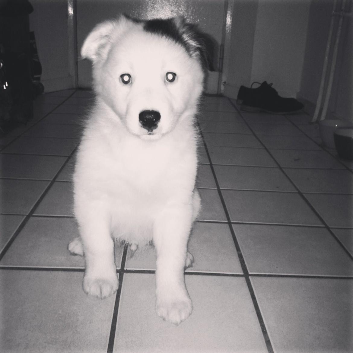 Blanding af racer Odin billede 2