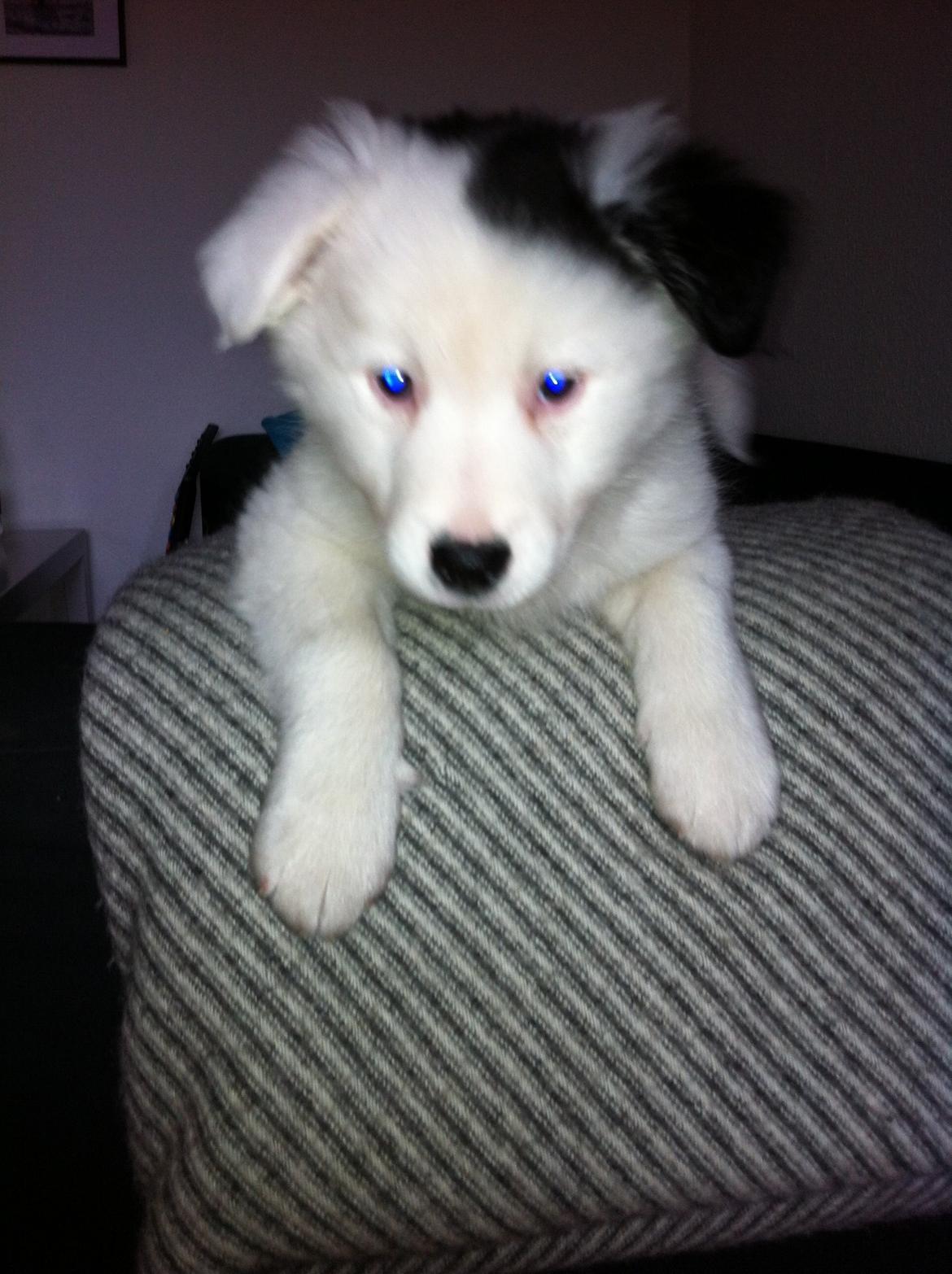 Blanding af racer Odin billede 3