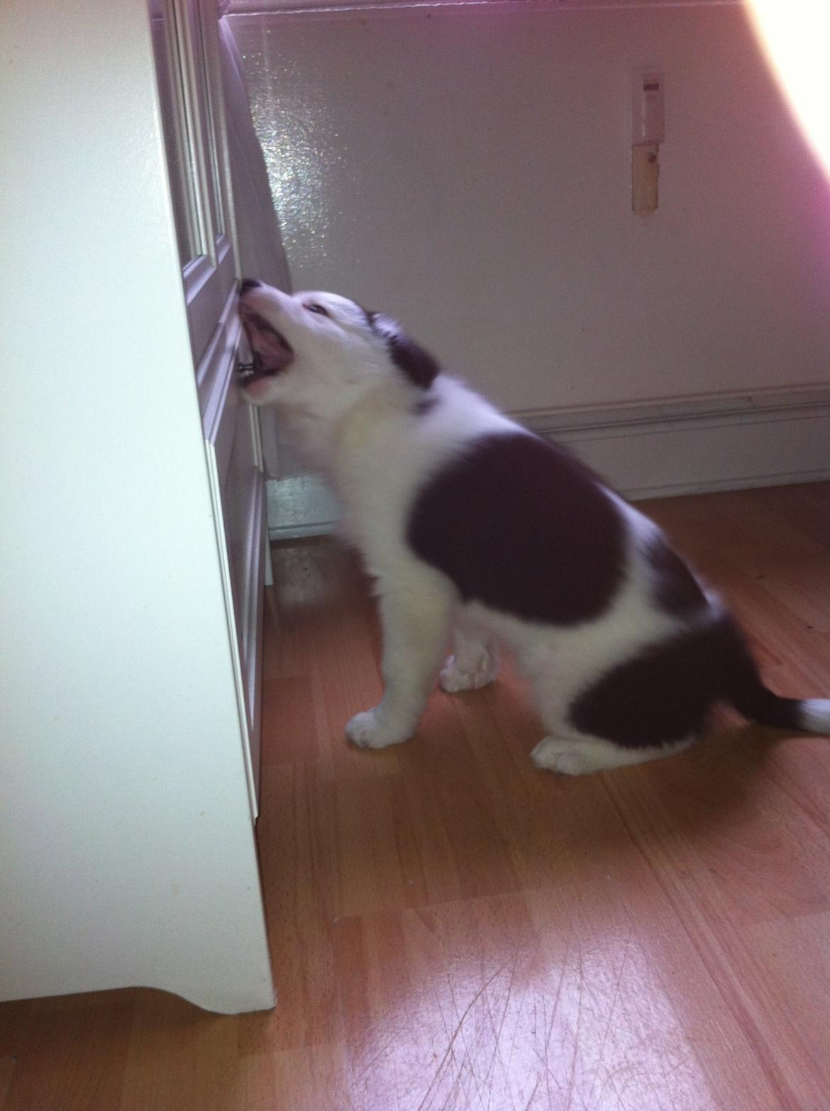 Blanding af racer Odin billede 4