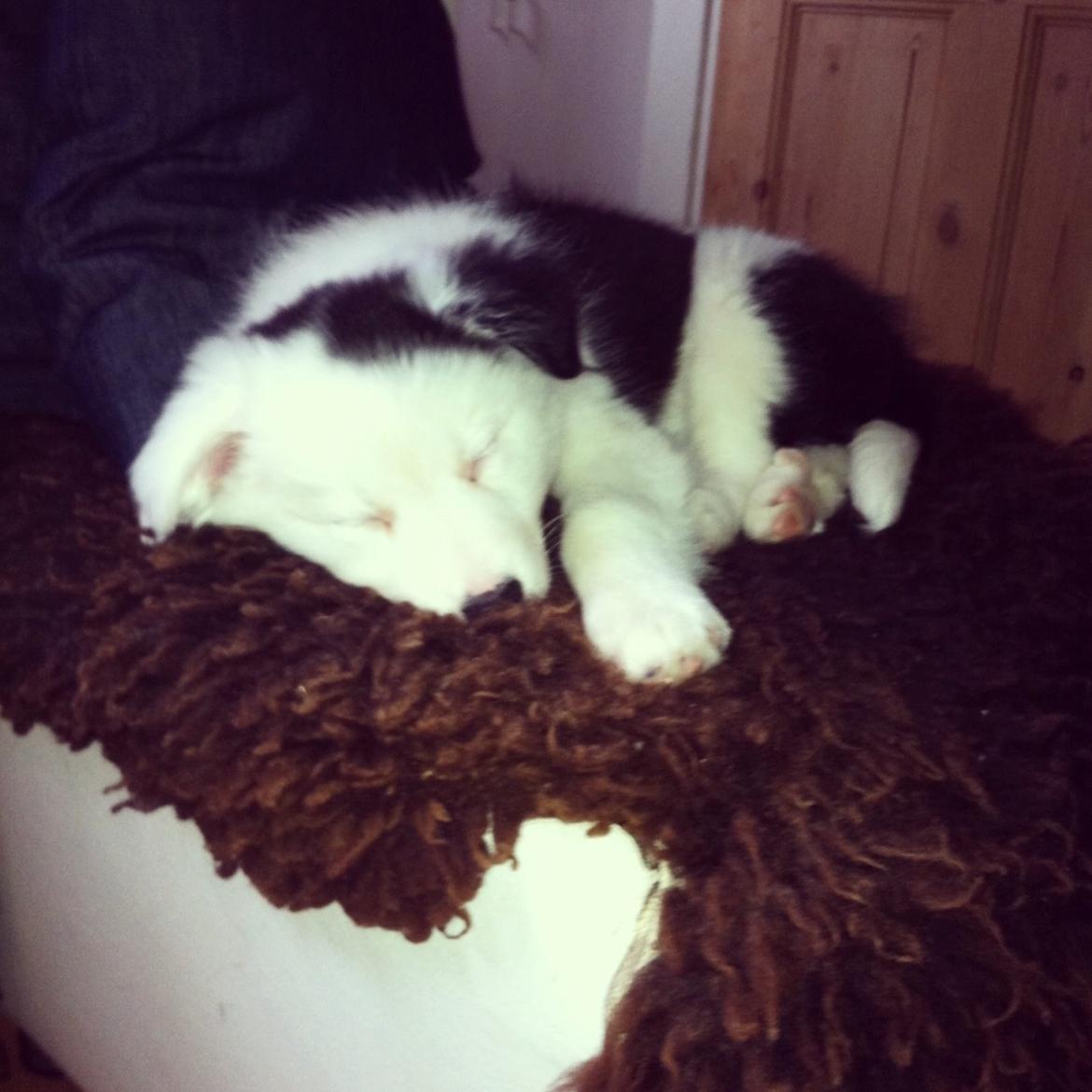 Blanding af racer Odin billede 5