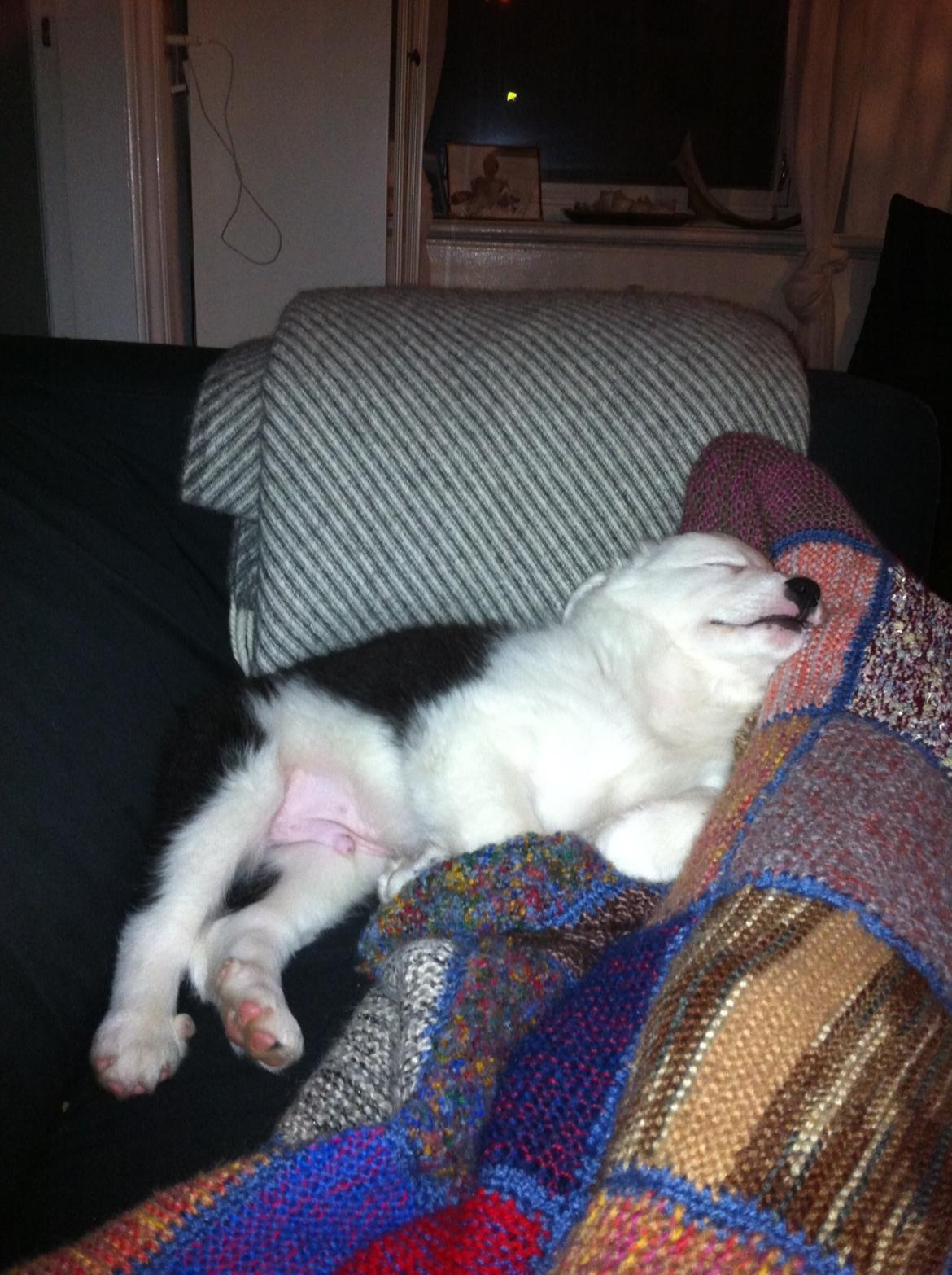 Blanding af racer Odin billede 6