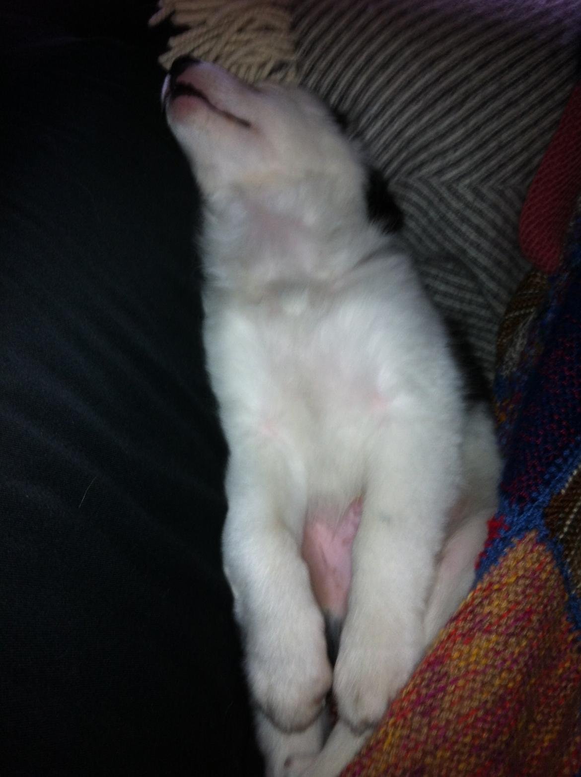 Blanding af racer Odin billede 7