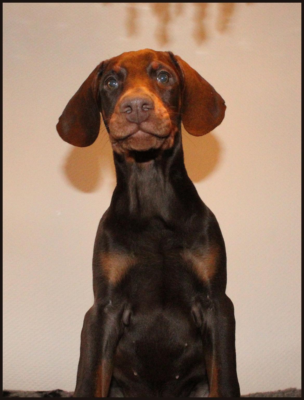 Dobermann LJCH From Island Korsika A Mill. $ Baby (Cocio) billede 26