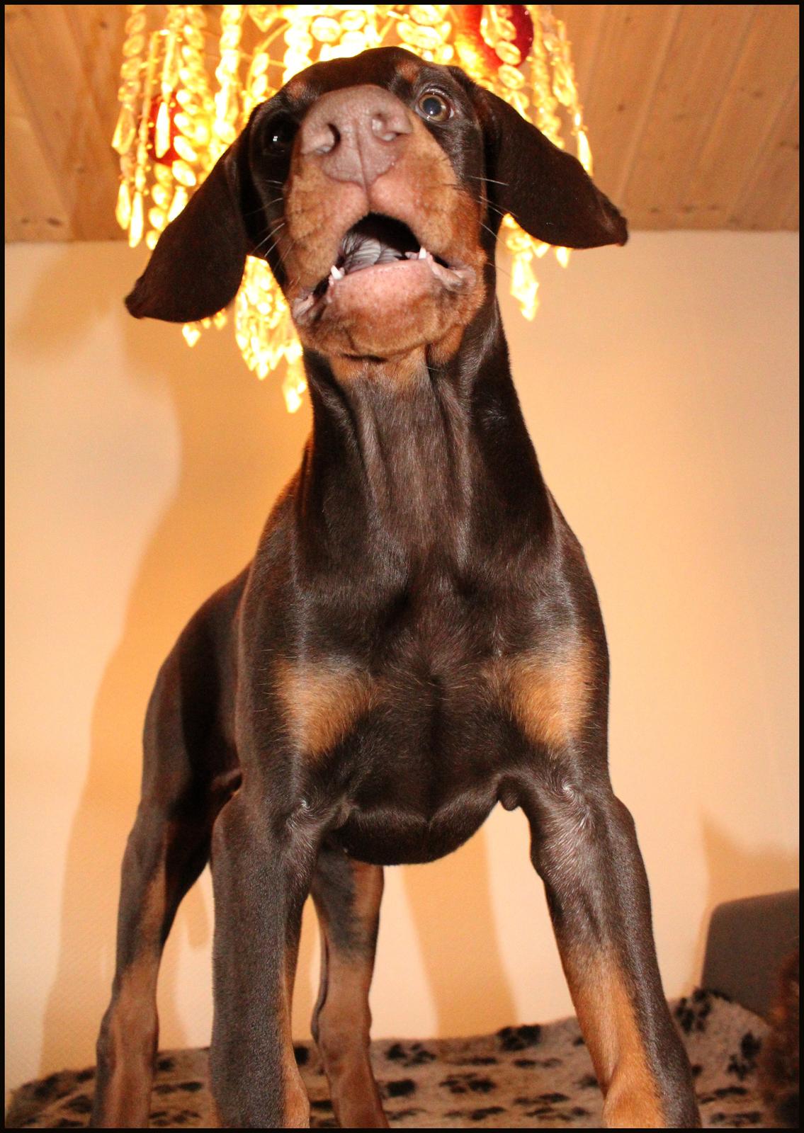 Dobermann LJCH From Island Korsika A Mill. $ Baby (Cocio) billede 27