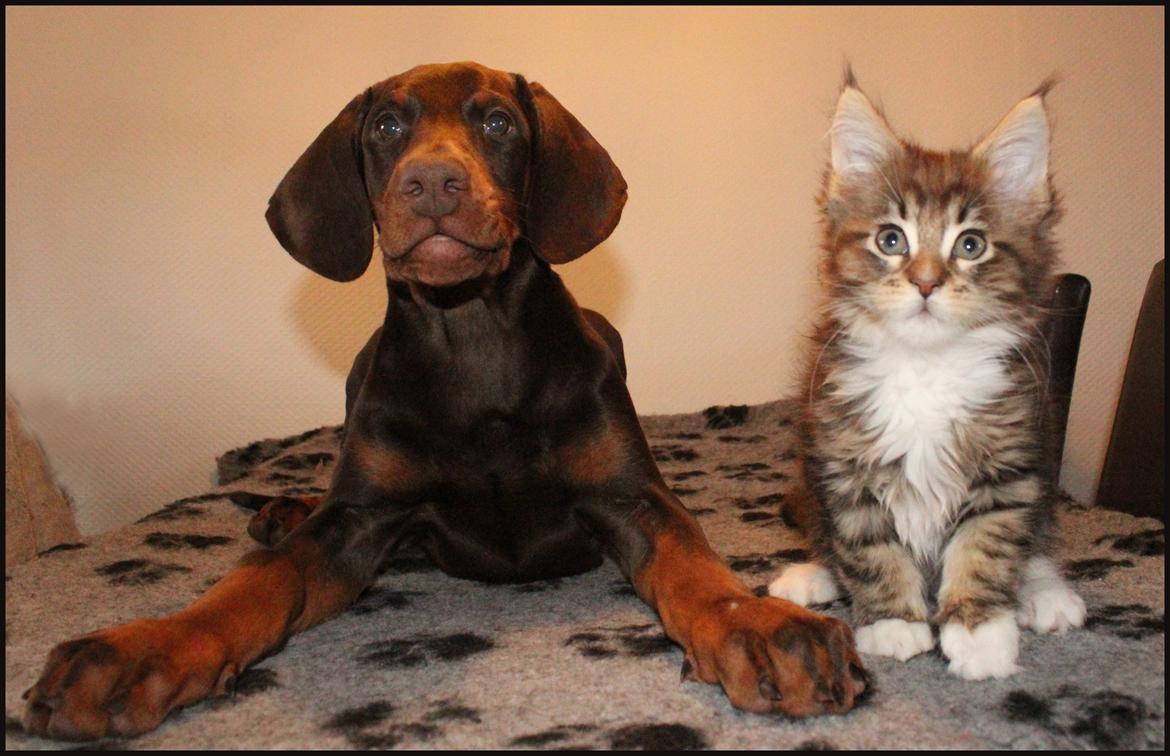 Dobermann LJCH From Island Korsika A Mill. $ Baby (Cocio) billede 28