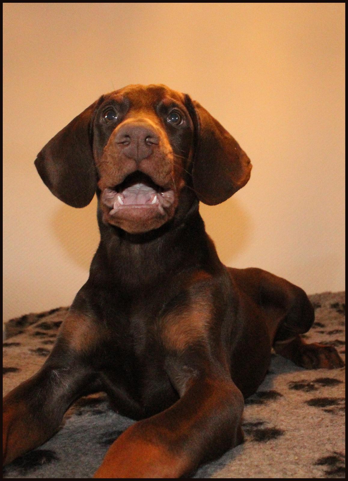 Dobermann LJCH From Island Korsika A Mill. $ Baby (Cocio) billede 29