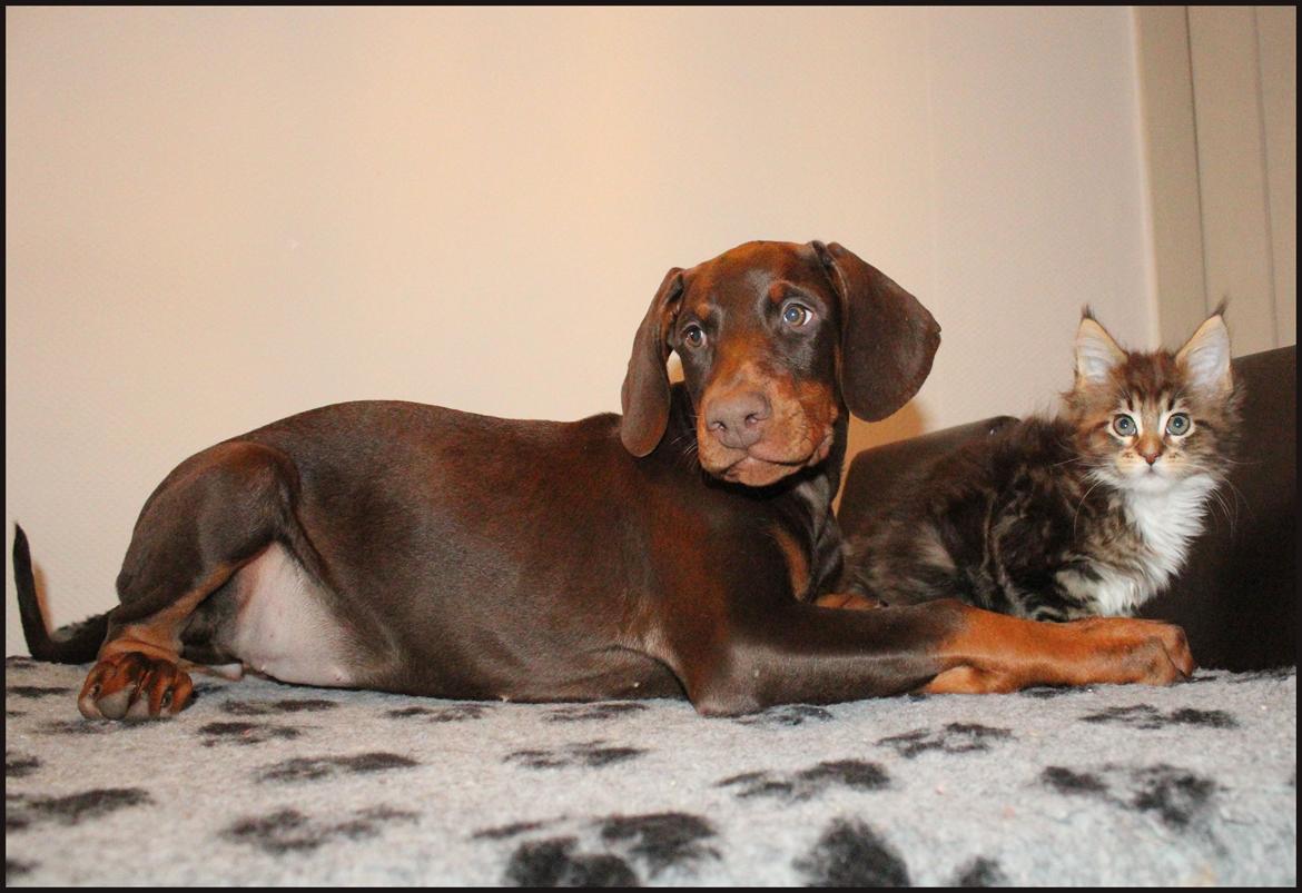 Dobermann LJCH From Island Korsika A Mill. $ Baby (Cocio) billede 30