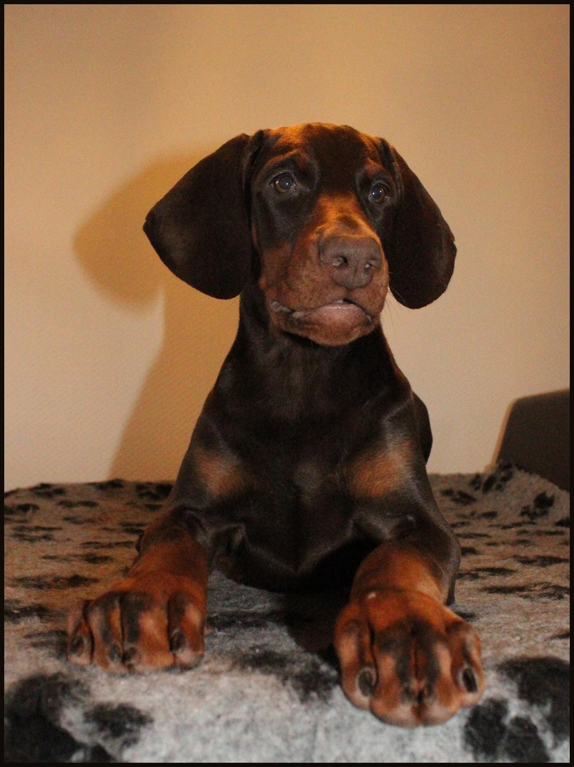 Dobermann LJCH From Island Korsika A Mill. $ Baby (Cocio) billede 31