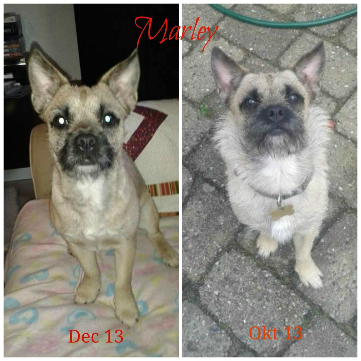 Blanding af racer Marley - På billedet kan i se hvordan hun så ud fra da vi fik hende (overvægtig og dårlig fodret) og på de 2 måneder vi har haft hende billede 2
