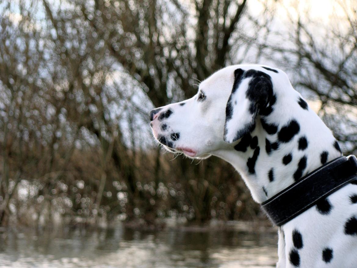 Dalmatiner Diego 'Flyttet' LÆS BESKRIVELSE billede 17
