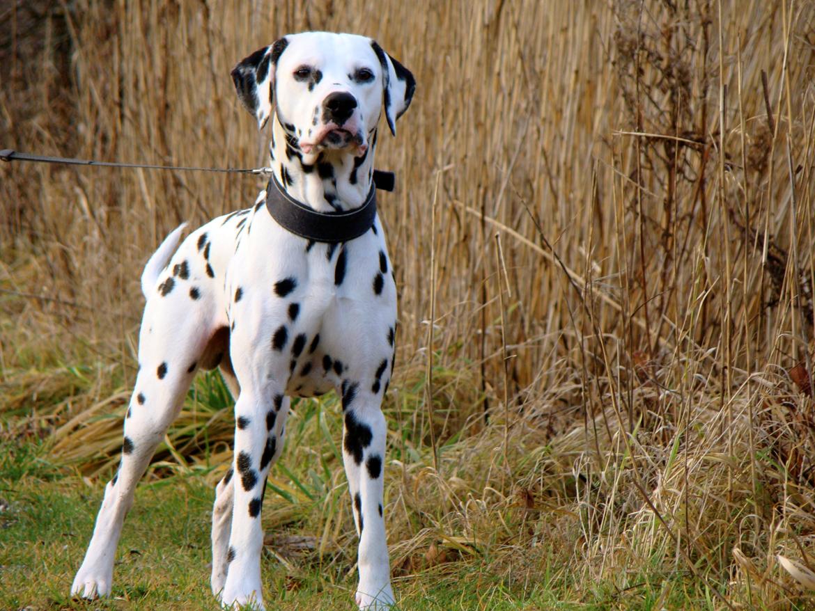 Dalmatiner Diego 'Flyttet' LÆS BESKRIVELSE billede 6