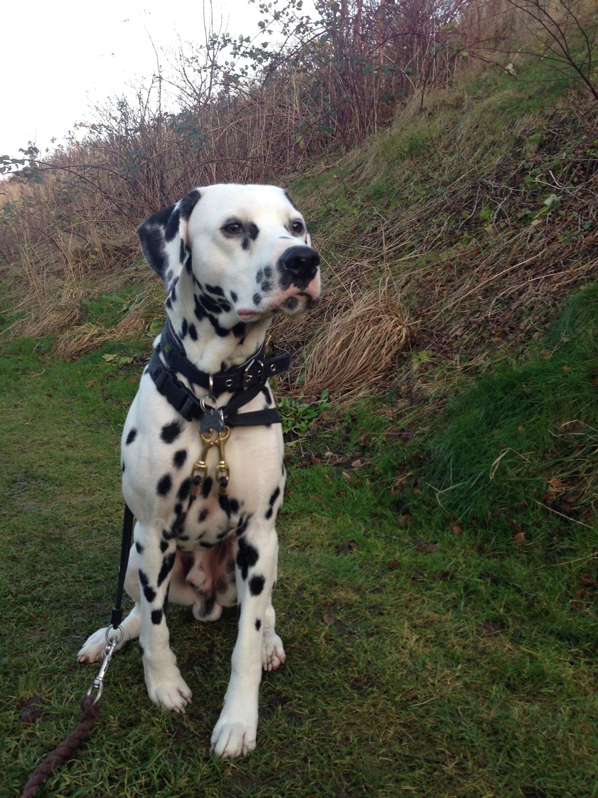 Dalmatiner Diego 'Flyttet' LÆS BESKRIVELSE billede 18