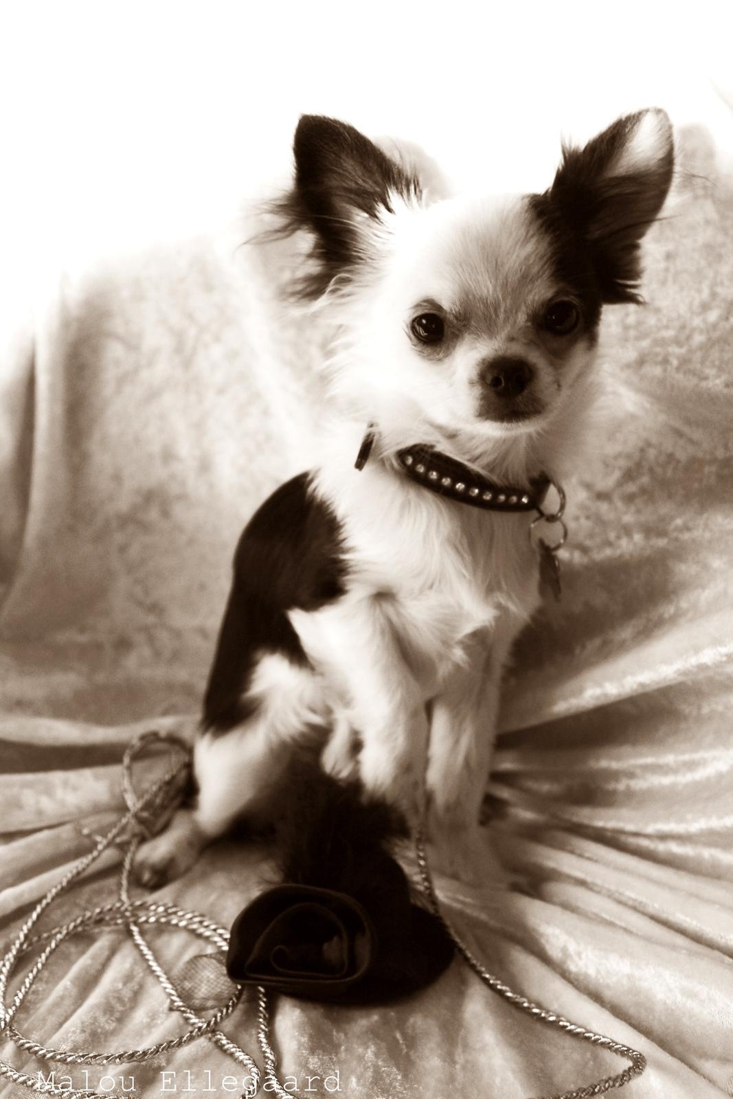 Chihuahua Amy (MooMoo) billede 9